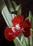 Bild: Red Gladiolus